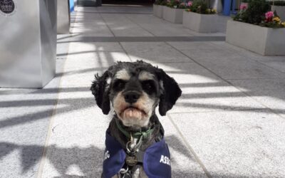 The ‘Dog’tor will see you now!