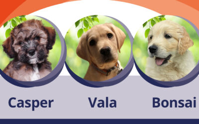 Sponsor a Puppy – Meet our new recruits!
