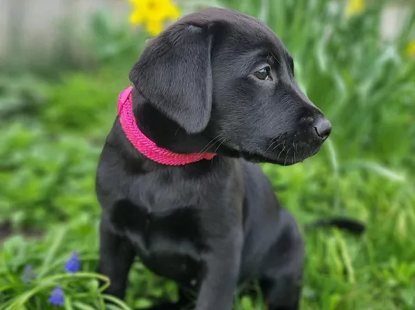 Piper Dogs for Autism Puppy