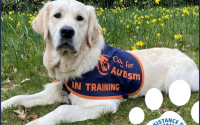 DfA earns Assistance Dog International Accreditation