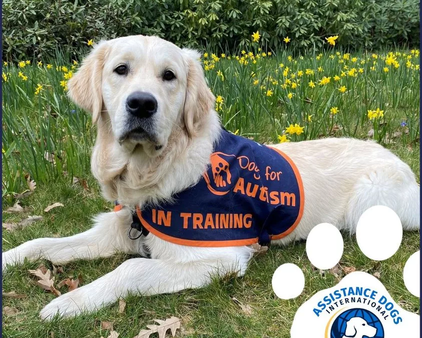 DfA earns Assistance Dog International Accreditation