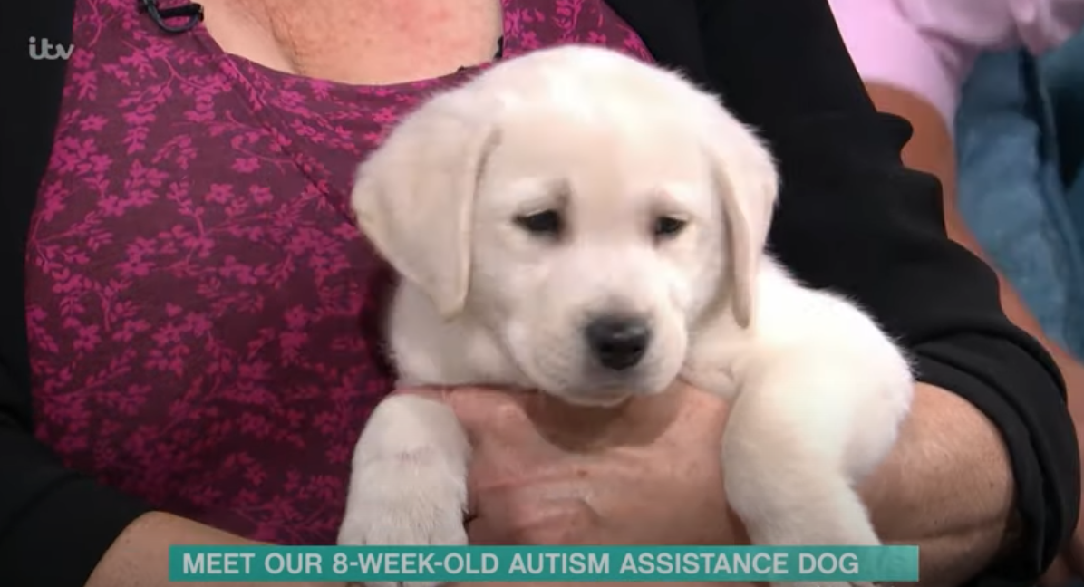 Buddy, ITV This Morning Puppy