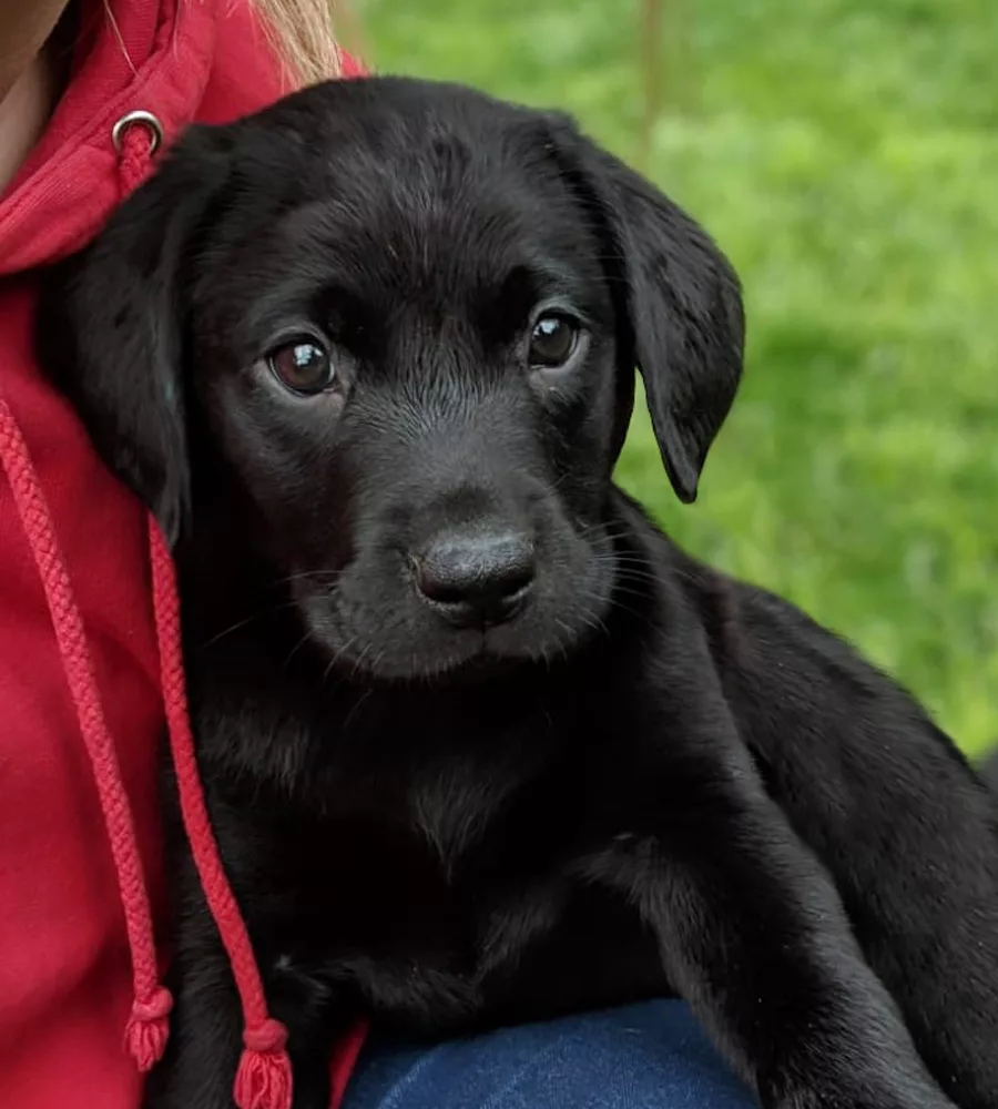 Sponsor a Puppy - Ella