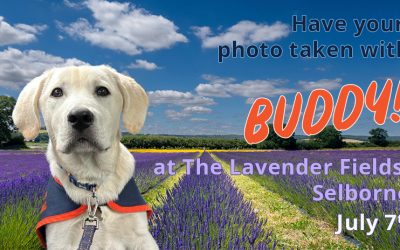 Buddy in the Lavender Fields