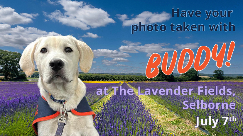 Buddy in the Lavender Fields