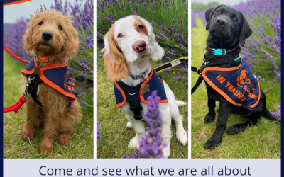 Volunteering Opportunities