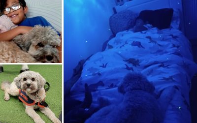 The Magic of a Furry Friend