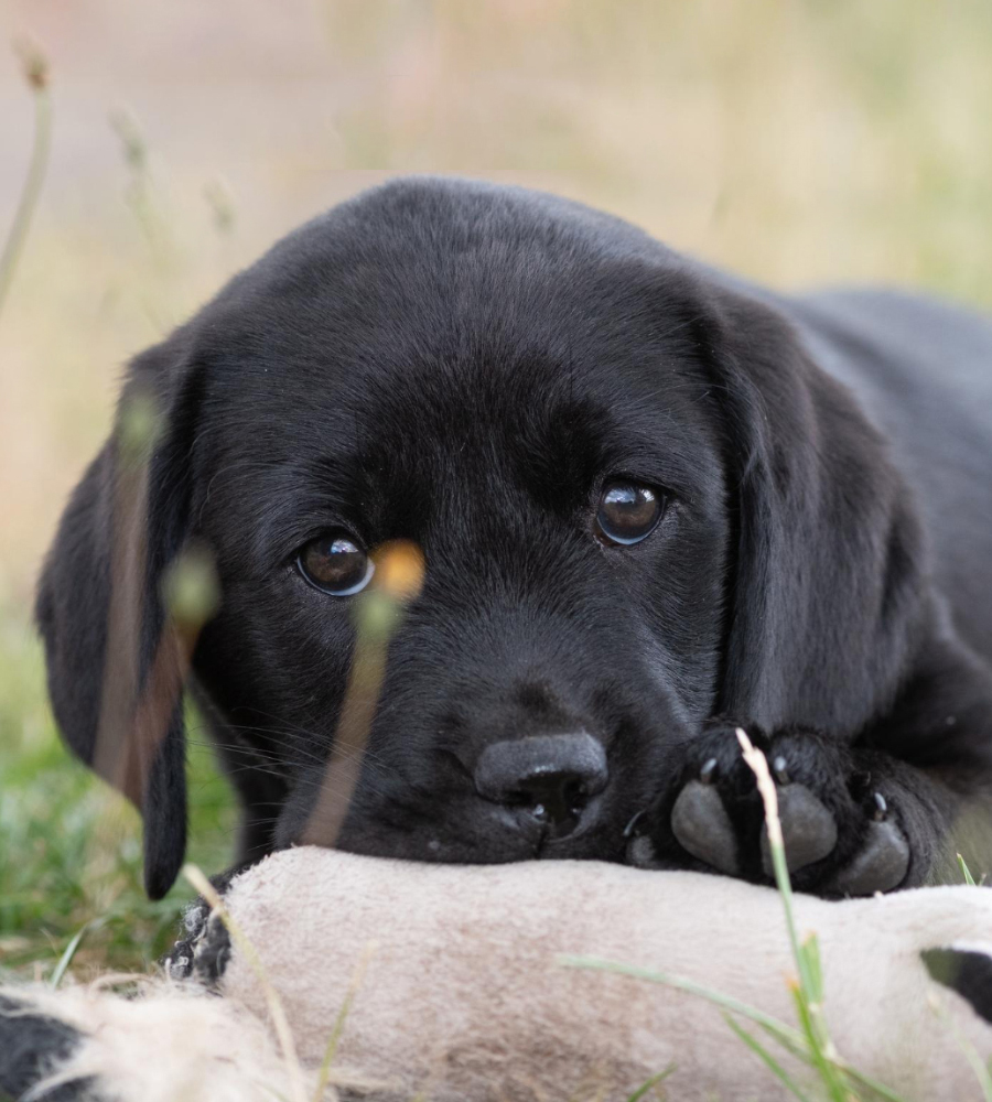 Sponsor a Puppy - George