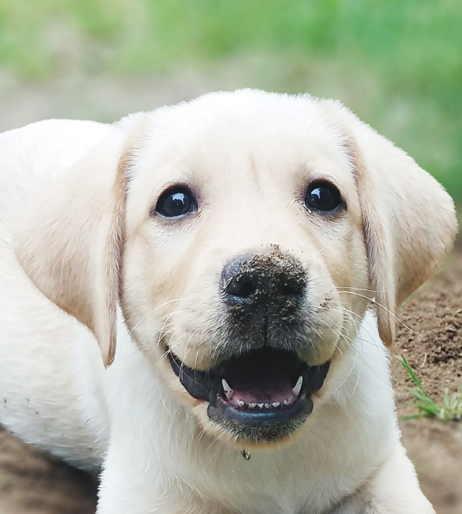 Sponsor a puppy - Lottie