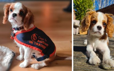 Little Louis Leads the Way…