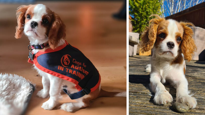 Little Louis training journey Lead the Way