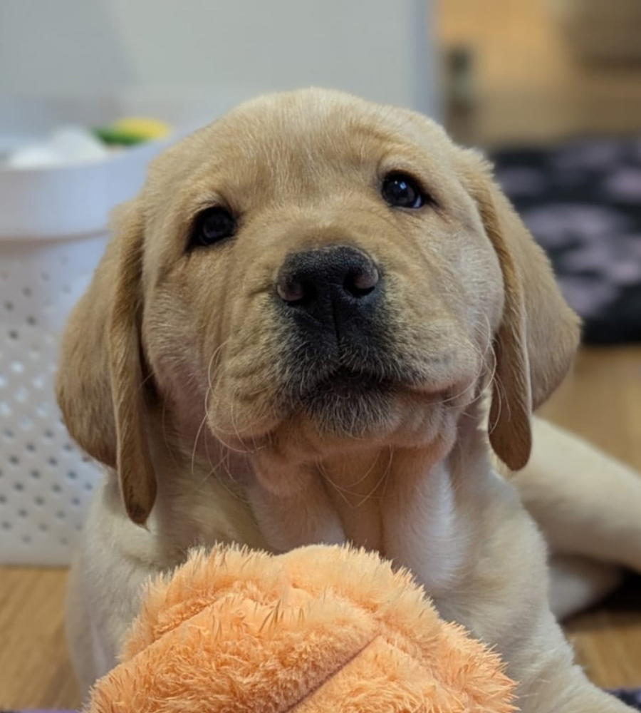 Sponsor a Puppy - Henry