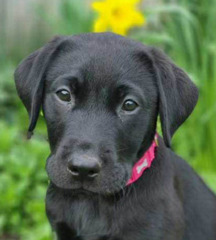 Sponsor a Puppy - JUNO