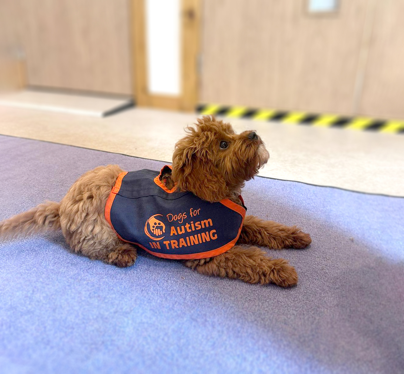 Dogs for Autism trainee puppy