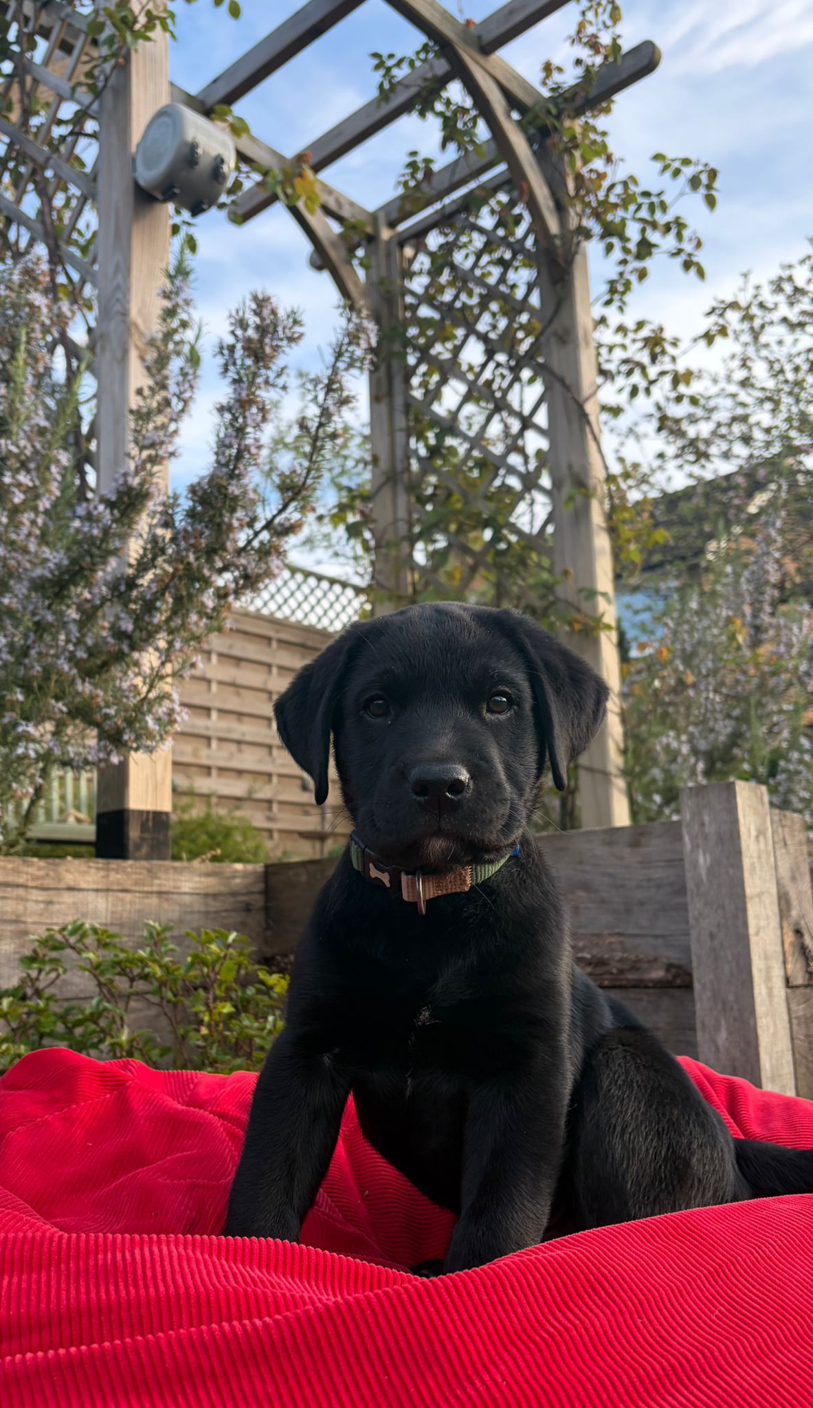 young pup in training