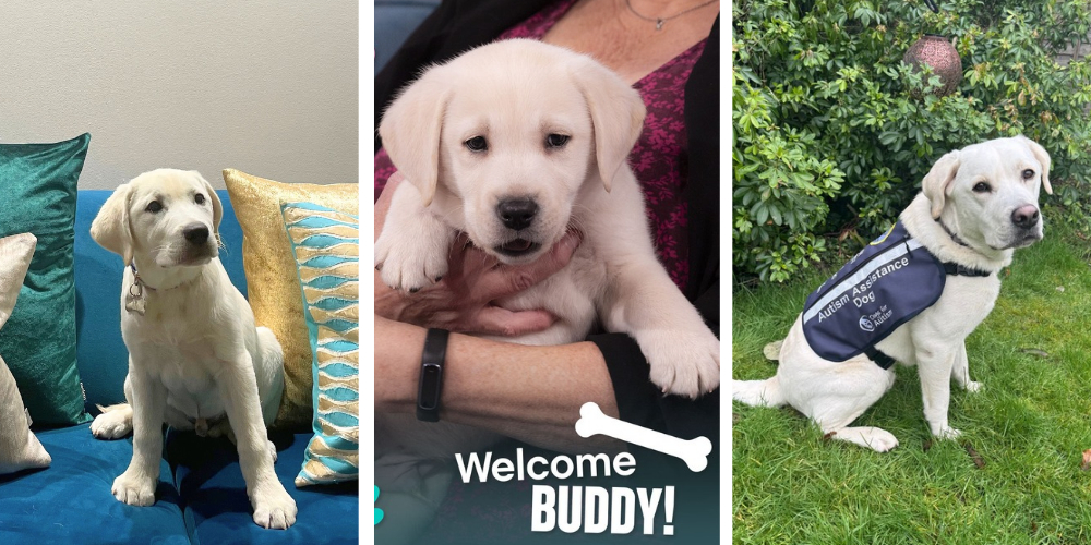 Buddy from 8 weeks to today